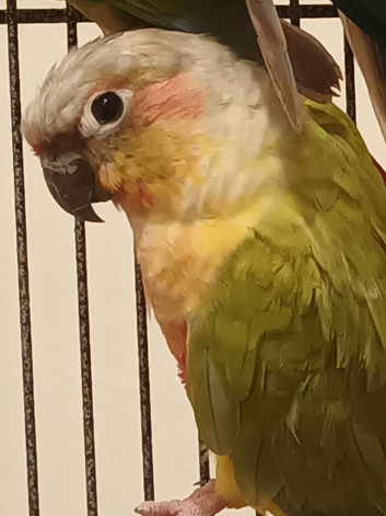 Conures for sale