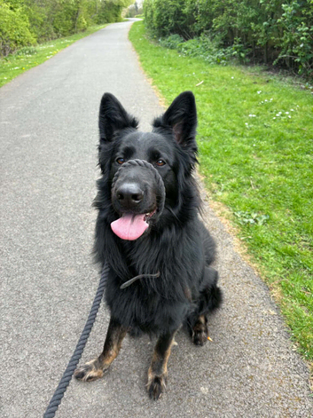 German shepherd