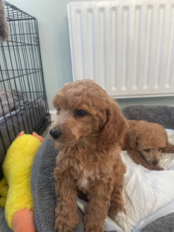 Red toy poodle puppies