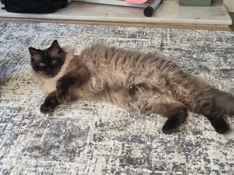 10 year old ragdoll