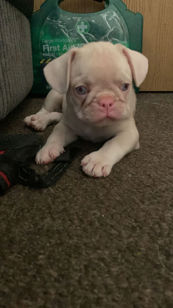 All pups &pound;250