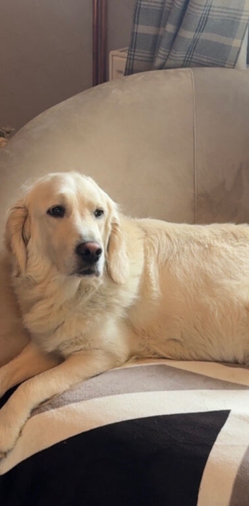 Golden Retriever x Sprollie
