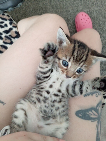 Beautiful baby bengals