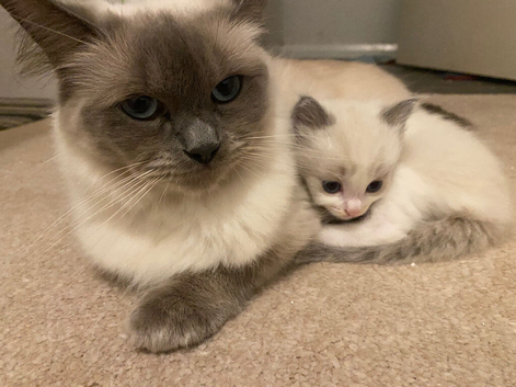 Kitten boy