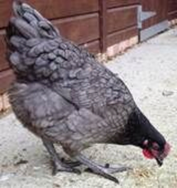 Chickens for sale - 16 weeks POL