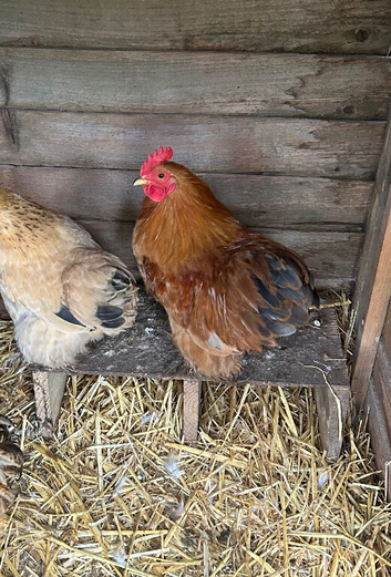 Bantam cockerel