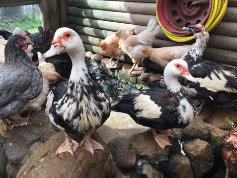 Muscovy Breeding Group