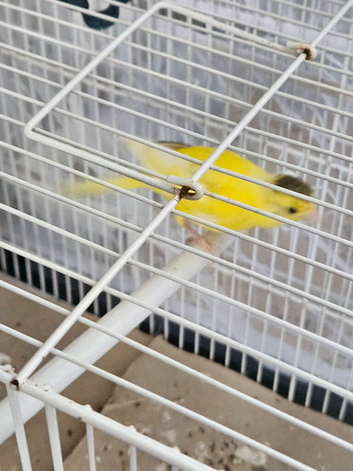 Irish fancy crossed canary gender unsure
