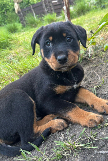 Border Rotties