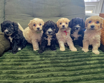 Adorable Yorkiepoo Puppies Available - Litter of 6