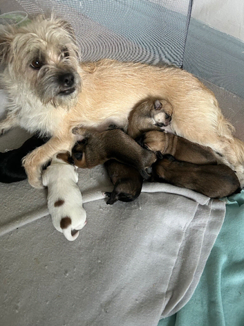 Beautiful pups for sale