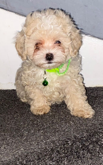 F1 maltipoo puppies READY NOW Dad Russian poodle