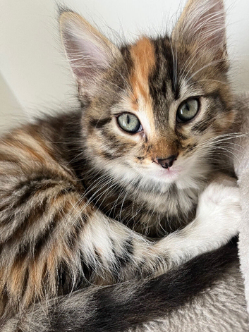 Beautiful girls for sale !!!