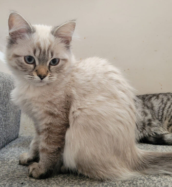 Pedigree lynx ragdoll 12week old kitten