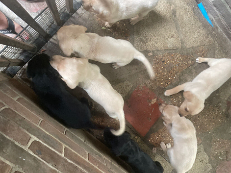 Labrador puppy&rsquo;s for sale