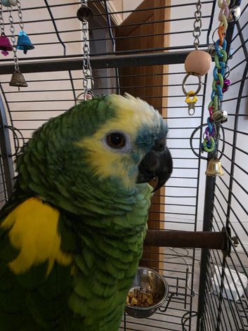 Beautiful blue fronted amazon talking parrot
