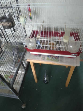 Birds