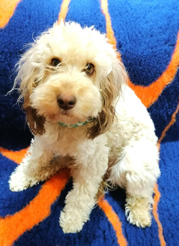 Cockapoo adult for rehoming