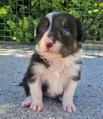 Border Collie puppies