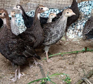 Turkey poults Norfolk Black & Norfolk Bronze