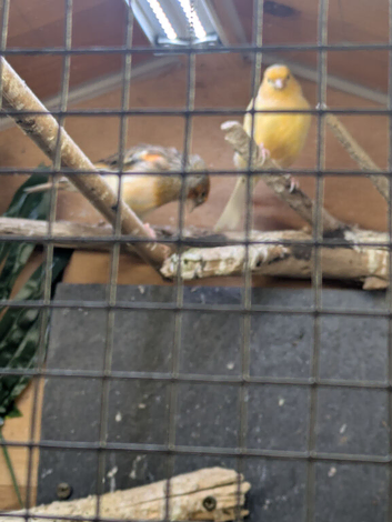 2026 yellow Hen canary