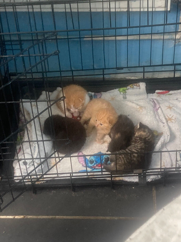 5 baby kittens not ready yet