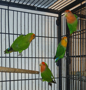 4 Lovebirds &pound;120