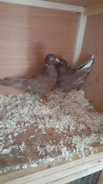 Pair of red pigeons