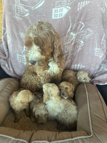 Cockapoo pups