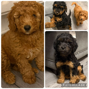 Beautiful litter of f1b cockapoos 1 girl 2 boys READY NOW