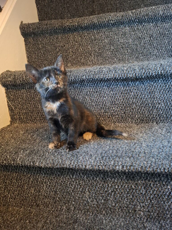 Kittens