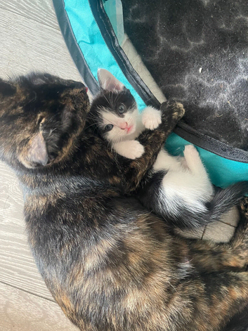 kitten