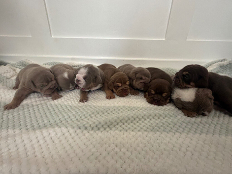 English bulldog puppies