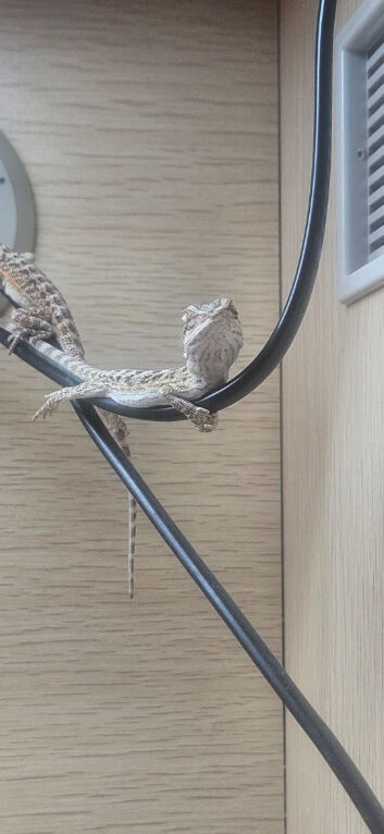 Baby bearded dragons