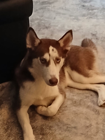 Sibarian husky