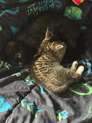 Two beautiful female tabby kittens