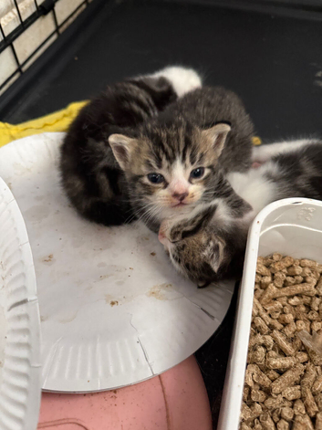 Three beautiful male kittens ready in three weeks