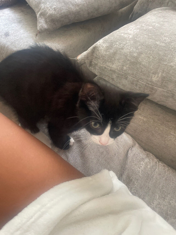 12 week old male kitten