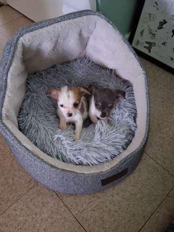 JACK-TZU PUPPIES