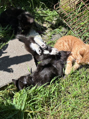 Domestic shorthair kittens ready now