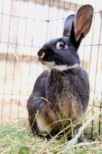 Beautiful male rabbit needs new home