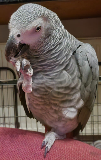 African grey parrot for sale