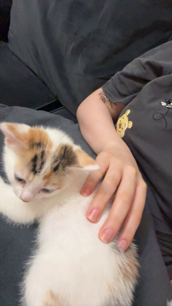 Kitten for sale!