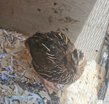 Quail