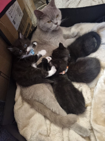British Short Hair kittens