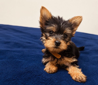 READY! Quality Mini Yorkshire Terrier