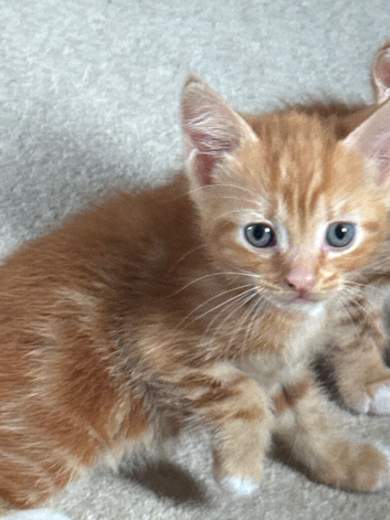 2 beautiful ginger girls