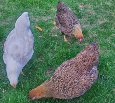 Wyandotte Bantam PoL