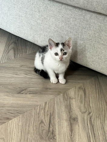 One female kitten left
