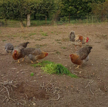 RARE BIELEFELDER YOUNG BIRDS HENS AND COCKERELS + HATCHING EGGS FOR SALE